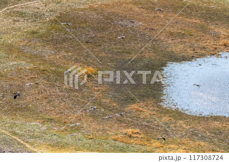 African openbill Flying over the Okavango Delta 117308724