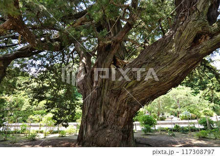 鎌倉,建長寺のビャクシン 117308797