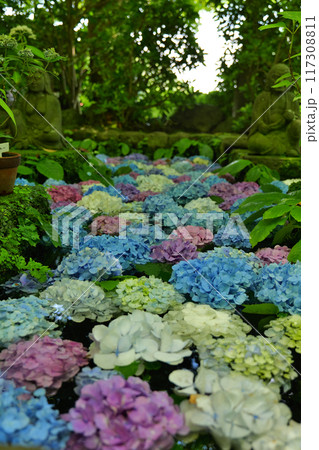 鎌倉,長谷寺の卍池のカラフルな紫陽花 鎌倉,長谷寺の卍池のカラフルな紫陽花 117308811