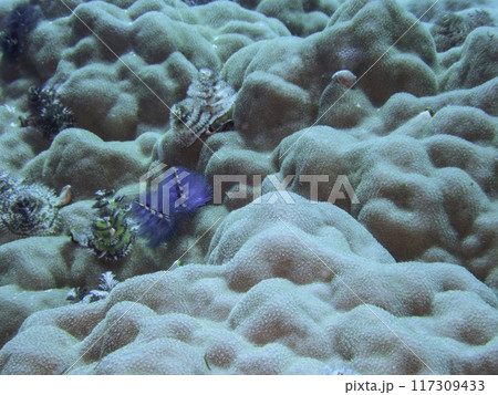 イバラカンザシ イバラカンザシ 117309433