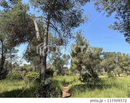 The man-made forest of Mata, planted with Aleppo pine or Jerusalem pine (lat.- Pinus halepensis) 117309572