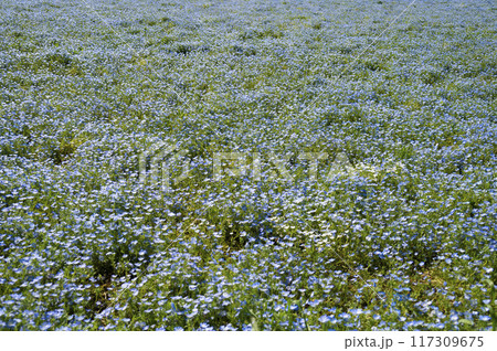 ネモフィラの咲く丘 117309675