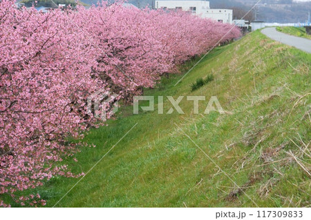 かんなみの桜 柿沢川沿い 畑毛温泉 静岡県 かんなみの桜 柿沢川沿い 畑毛温泉 静岡県 117309833
