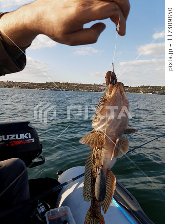 fresh fish on the hand of the man 117309850