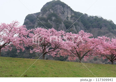 城山と城山桜　狩野川沿い　伊豆の国市　ピンク色の花 117309941