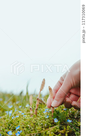 つくしのある春の風景 117310069