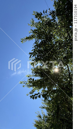 森から見える太陽と夏の青空 117310194