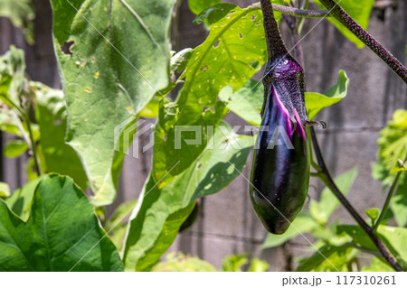 家庭菜園のなすび 117310261