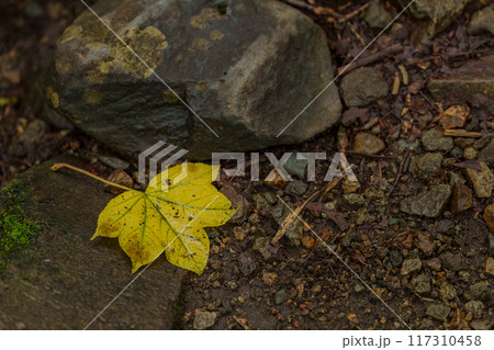 落葉したイタヤカエデ 落葉したイタヤカエデ 117310458