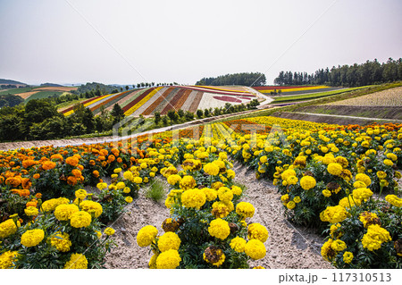 【北海道_美瑛_四季彩の丘】色とりどりの花々が丘一面に広がる光景 117310513
