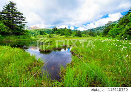 芳ヶ平湿原から草津白根山 芳ヶ平湿原から草津白根山 117310570