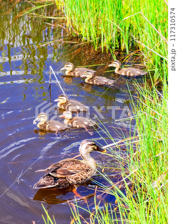 池糖で餌を探すカルガモ親子 池糖で餌を探すカルガモ親子 117310574