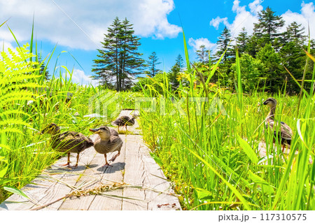 木道で餌を探すカルガモ 117310575