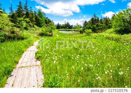 わたすげ咲く湿原 117310576