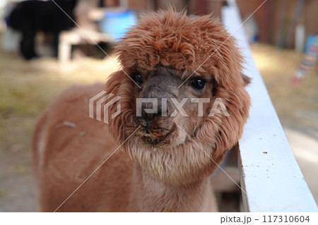 観光牧場の可愛らしいアルパカ 117310604