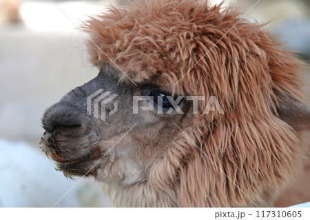 観光牧場の可愛らしいアルパカ　横顔アップ 117310605