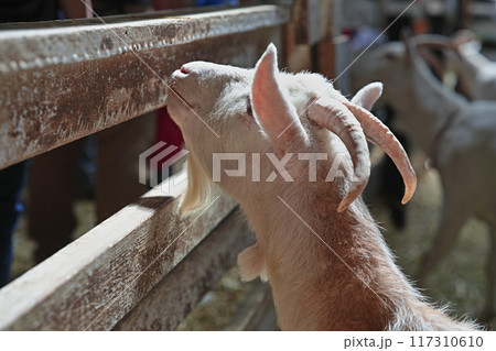 可愛いヤギの横顔　顎髭 117310610