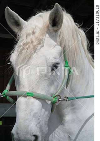 牧場の白馬 牧場の白馬 117310619
