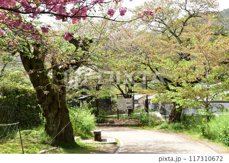 山科区　琵琶湖疎水の山科疎水散歩道と満開八重桜と観光案内板 117310672