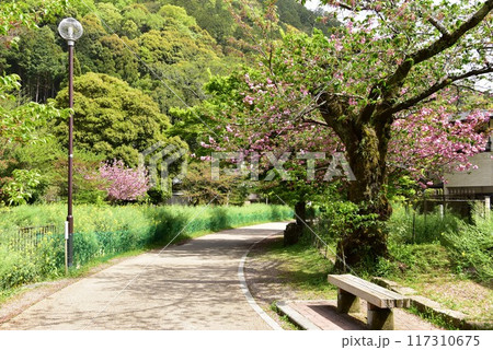 山科区 琵琶湖疎水の山科疎水散歩道と満開八重桜 山科区 琵琶湖疎水の山科疎水散歩道と満開八重桜 117310675