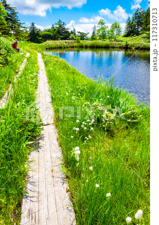 木道のある風景（縦） 117310713