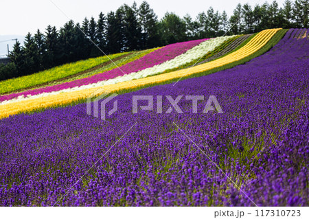 【北海道_富良野_富田ファーム】丘 のお花畑 7月 【北海道_富良野_富田ファーム】丘 のお花畑 7月 117310723