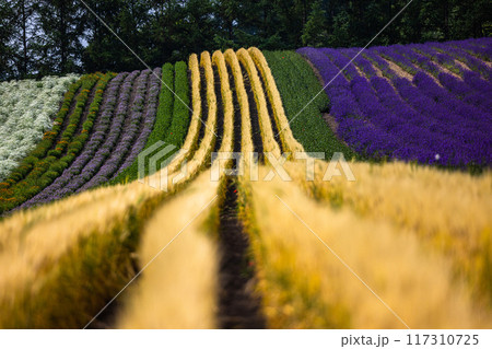 【北海道_富良野_富田ファーム】丘 のお花畑 7月 【北海道_富良野_富田ファーム】丘 のお花畑 7月 117310725