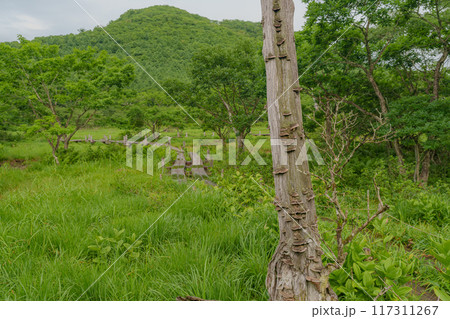 夏の沼原湿原 夏の沼原湿原 117311267