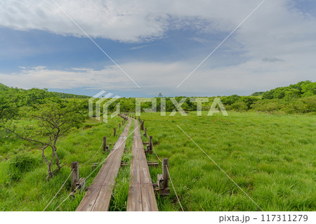 夏の沼原湿原 夏の沼原湿原 117311279