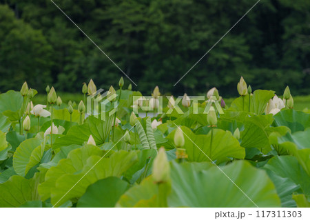 ハス休耕田 117311303