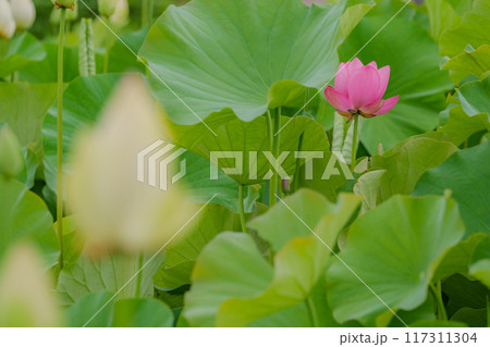 陽山紅蓮 117311304