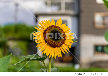 朝のひまわり~7月30日 午前6:24~ 朝のひまわり~7月30日 午前6:24~ 117311950