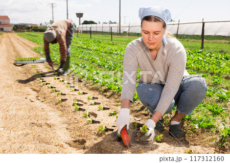 Workwoman planting lettuce seedlings Workwoman planting lettuce seedlings 117312160