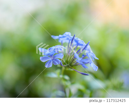 暑い夏に涼しげな花を咲かせるルリマツリ 117312425