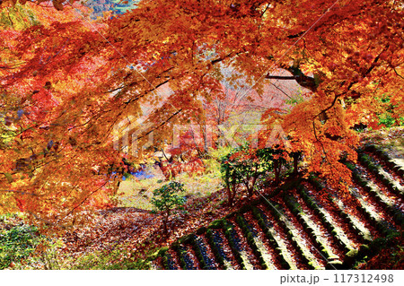 秋の霞ヶ城公園（福島県・二本松市） 117312498