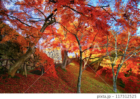 秋の霞ヶ城公園（福島県・二本松市） 117312525