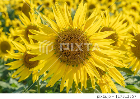 あわじ花さじき 淡路島 ひまわり畑 あわじ花さじき 淡路島 ひまわり畑 117312557