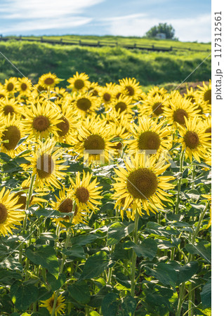 あわじ花さじき　淡路島　ひまわり畑 117312561