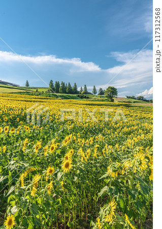 あわじ花さじき　淡路島　ひまわり畑 117312568
