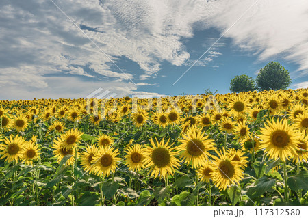 あわじ花さじき 淡路島 ひまわり畑 あわじ花さじき 淡路島 ひまわり畑 117312580