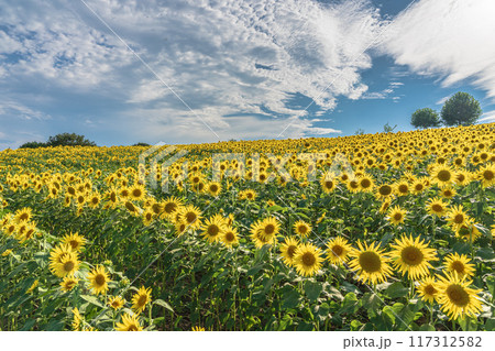 あわじ花さじき　淡路島　ひまわり畑 117312582