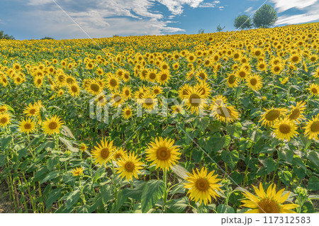 あわじ花さじき 淡路島 ひまわり畑 あわじ花さじき 淡路島 ひまわり畑 117312583