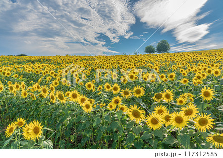 あわじ花さじき　淡路島　ひまわり畑 117312585