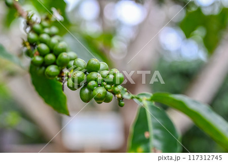 木になったコーヒー実、コーヒーファーム　ハワイ 117312745