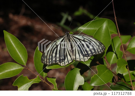 生き物 昆虫 アカボシゴマダラ、特定外来生物。春型は後翅に赤い斑紋がありません 生き物 昆虫 アカボシゴマダラ、特定外来生物。春型は後翅に赤い斑紋がありません 117312788