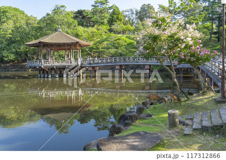 百日紅の花がさく夏の朝　浮世堂と鹿 117312866
