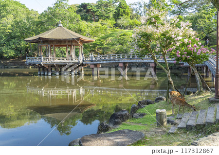 百日紅の花がさく夏の朝　浮世堂と鹿 117312867
