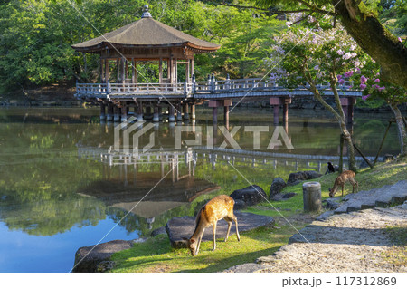 百日紅の花がさく夏の朝　浮世堂と鹿 117312869
