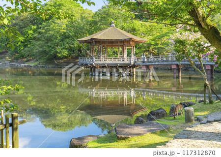 百日紅の花がさく夏の朝 浮世堂と鹿 百日紅の花がさく夏の朝 浮世堂と鹿 117312870