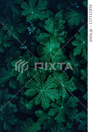 green leaves on a blue background 117312958